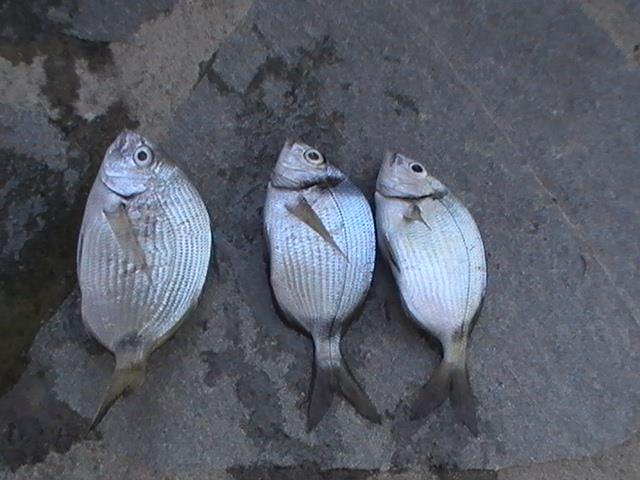 capturi grecia  - pic3475.JPG